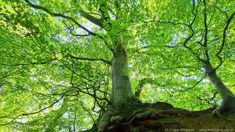 Common Beech (Fagus sylvatica), Dean Castle Country Park � Fraser Simpson
