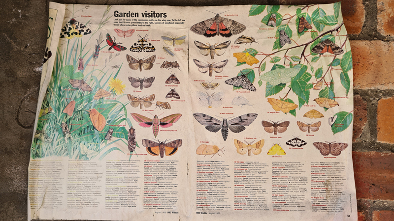 Old moth poster in the garage � Fraser Simpson