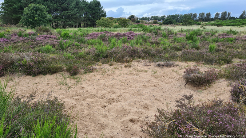Mottled Grasshopper habitat, Irvine-Kilwinning cycle path, Ayrshire, Scotland � Fraser Simpson