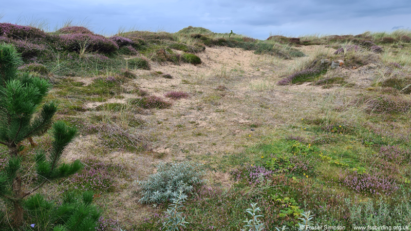 Mottled Grasshopper habitat, Irvine dunes, Ayrshire, Scotland � Fraser Simpson