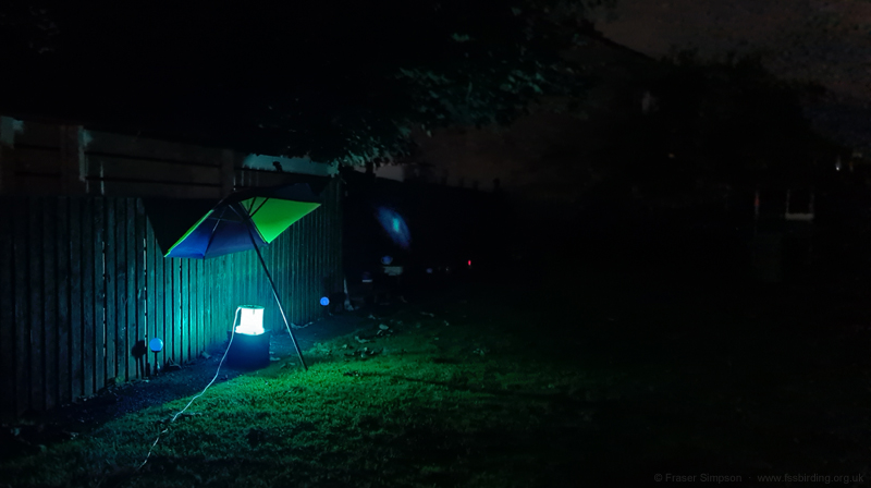 Garden Mothing with a parasol over the light trap � Fraser Simpson 