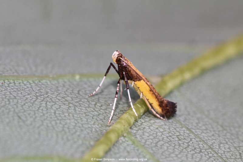 Azalea Leaf Miner (Caloptilia azaleella) � Fraser Simpson