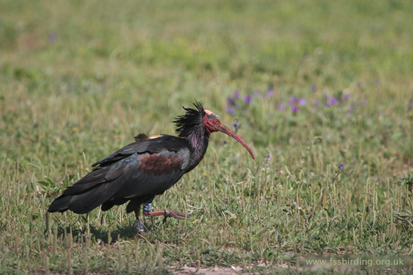 Northern Bald Ibis � 2008 Fraser Simpson
