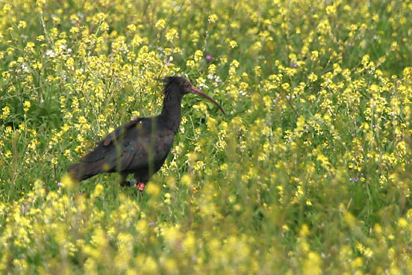 Bald Ibis �2006 Fraser Simpson