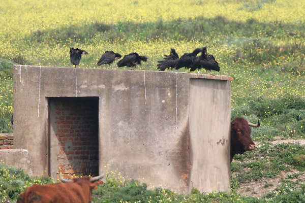 Bald Ibis �2006 Fraser Simpson