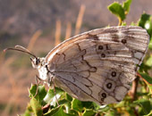 Balkan Marbled White