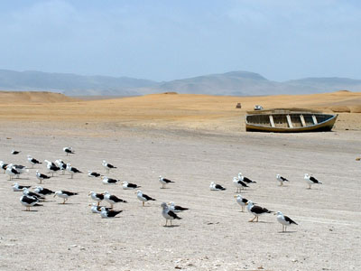 Band-tailed Gull