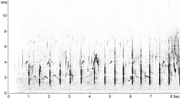 Sonogram of Barbary Partridge calls