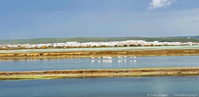Greater Flamingos in lagoons, Barbate � Fraser Simpson