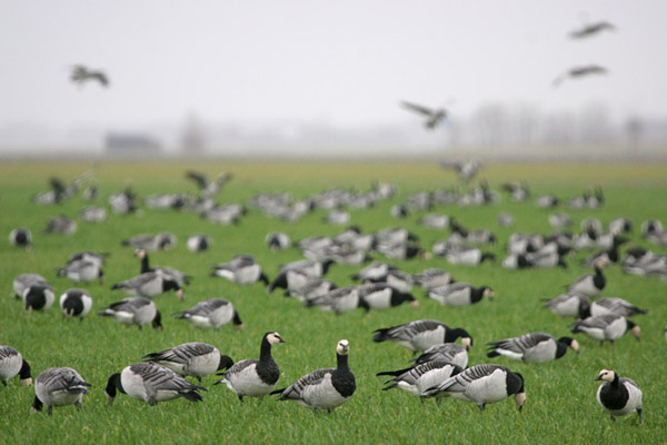 Barnacle Geese �2005 Fraser Simpson