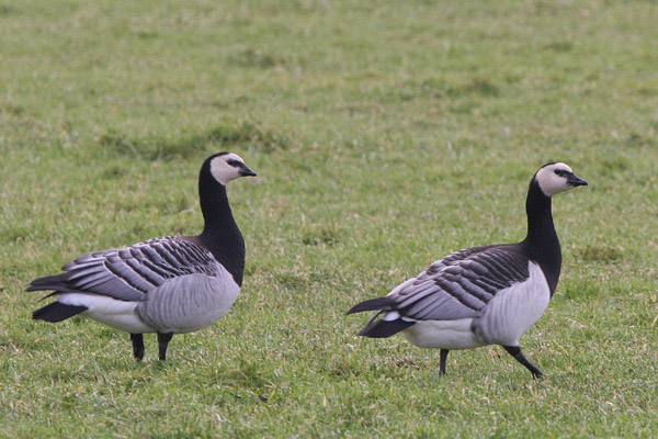Barnacle Geese �2005 Fraser Simpson