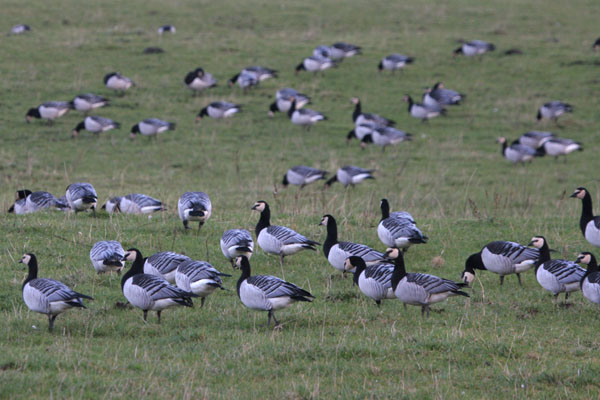 Barnacle Geese 2005 Fraser Simpson