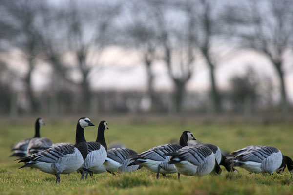 Barnacle Geese 2005 Fraser Simpson