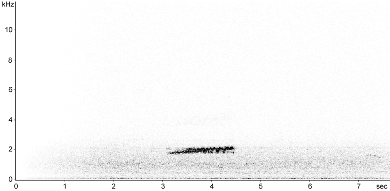 Sonogram of Barn Owl call
