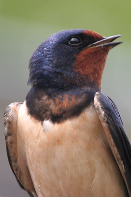 Barn Swallow  2005  F. S. Simpson