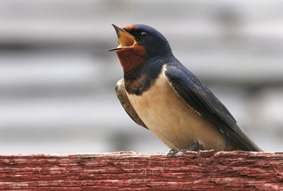 Singing Barn Swallow  2005  F. S. Simpson