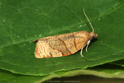 Barred Fruit-tree Tortrix (Pandemis cerasana)  Fraser Simpson