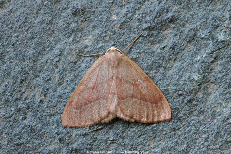 Barred Red (Campaea margaritaria) � Fraser Simpson