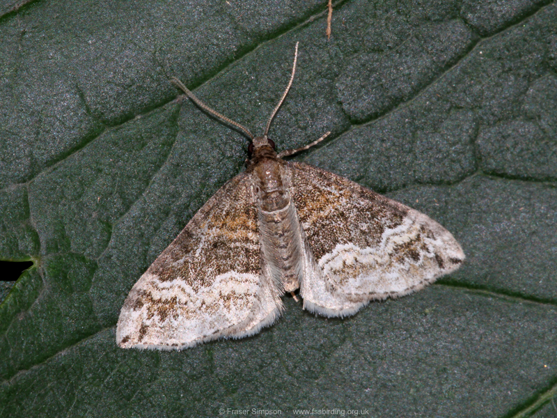 Barred Rivulet (Perizoma bifaciata) � Fraser Simpson