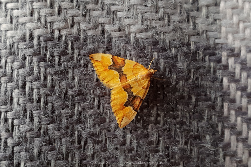 Barred Yellow (Cidaria fulvata) � Fraser Simpson