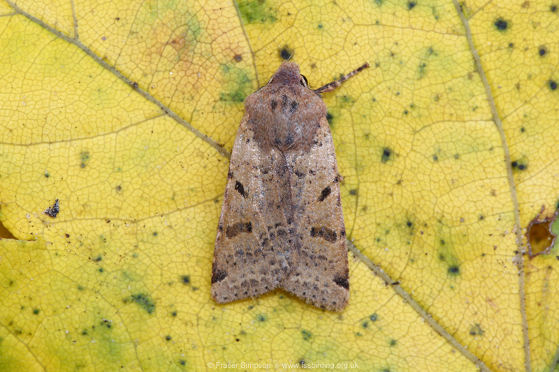 Beaded Chestnut (Agrochola lychnidis) © Fraser Simpson
