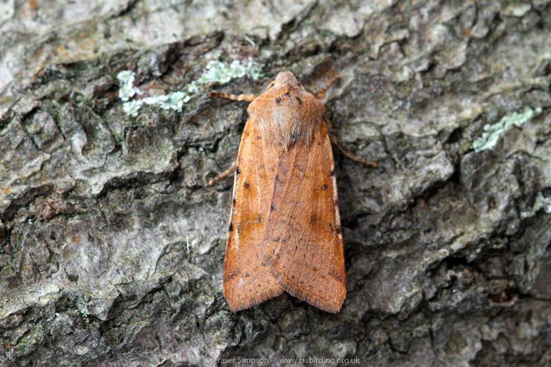 Beaded Chestnut (Agrochola lychnidis) � Fraser Simpson