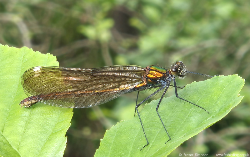 Beautiful Demoiselle (Calopteryx virgo), River Glenderamackin � Fraser Simpson 2026