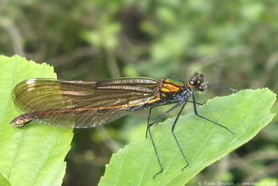 Beautiful Demoiselle (Calopteryx virgo), River Glenderamackin � Fraser Simpson 2026