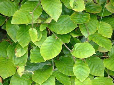  2002, Fraser Simpson