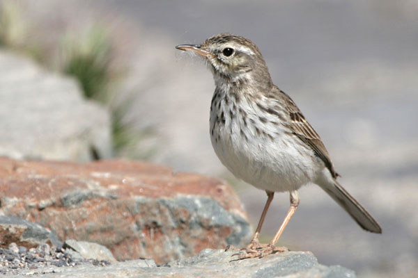 Berthelot's Pipit  Anthus berthelotii berthelotii �2006 Fraser Simpson