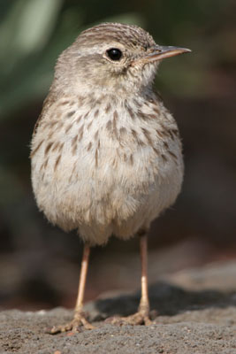 Berthelot's Pipit  Anthus bertheloti �2006 Fraser Simpson