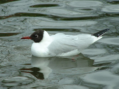 Adult/Breeding Plumage