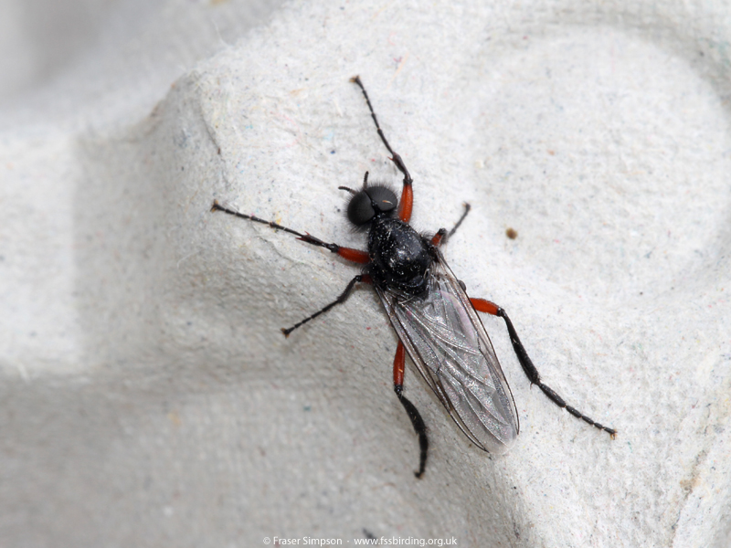 Red-thighed St Mark's Fly (Bibio pomonae) � Fraser Simpson