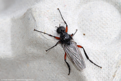 Red-thighed St Mark's Fly (Bibio pomonae), Laigh Milton Mill, Ayrshire © Fraser Simpson