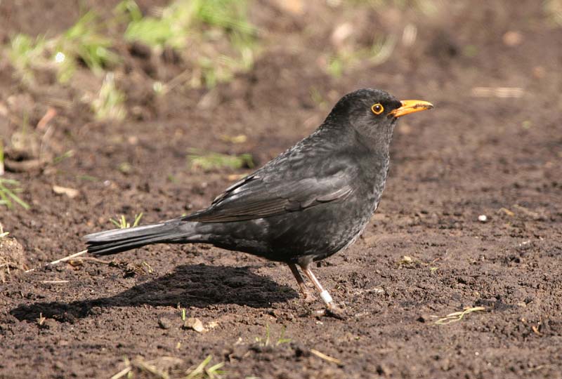 Blackbird (m) � 2005  F. S. Simpson