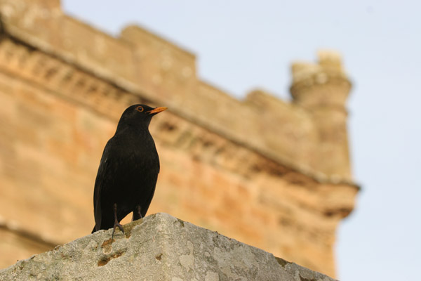 Blackbird 2006 Fraser Simpson