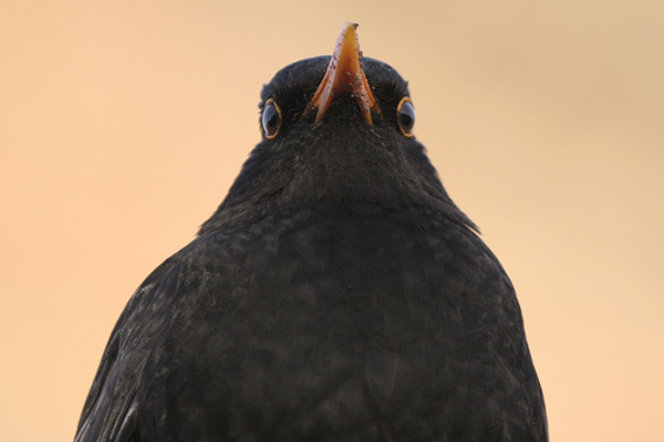 Blackbird 2006 Fraser Simpson