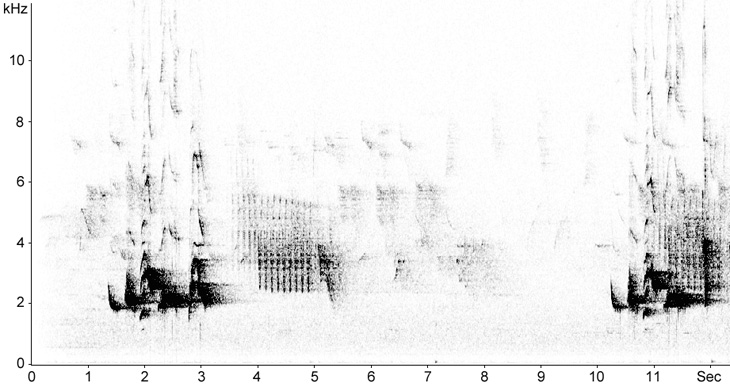 Sonogram of Blackbird song