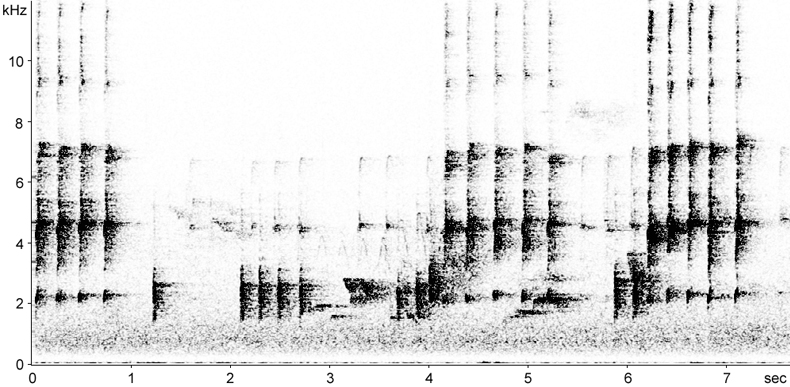 Sonogram of Blackbird alarm calls
