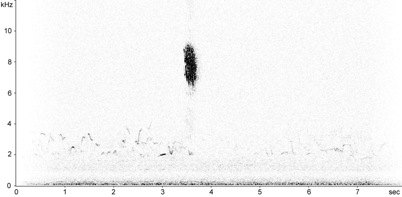 Sonogram of Blackbird flight call