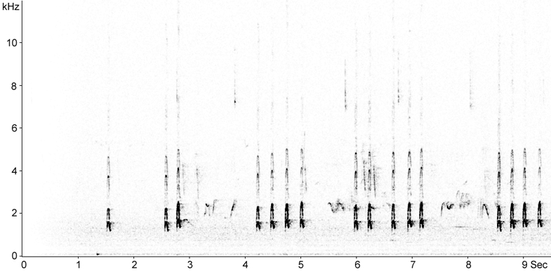 Sonogram of Blackbird song