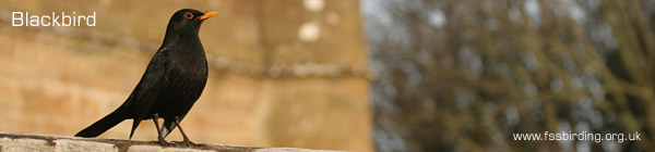 Blackbird, Culzean Castle �2006 Fraser Simpson