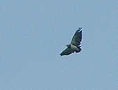 Black-chested Buzzard-Eagle