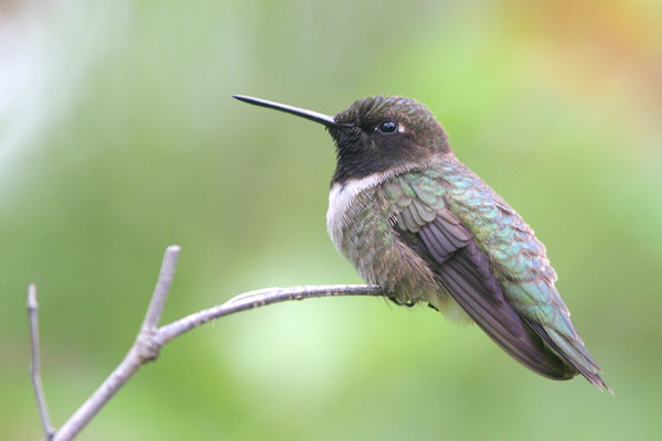Black-chinned Hummingbird 2006 Fraser Simpson
