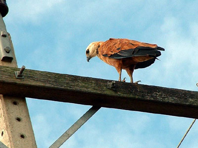 Black-collared Hawk