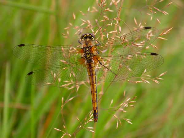 Black Darter (female)