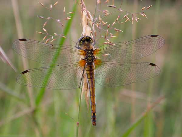 Black Darter (female)