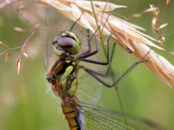 Black Darter (female)