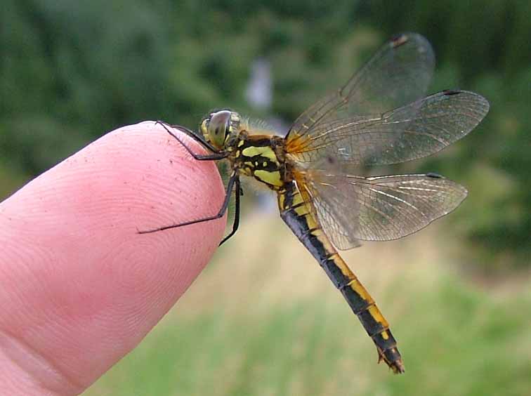 Black Darter, Changue,  2004, Alistair Simpson