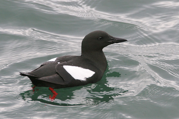 Black Guillemot 2006 Fraser Simpson